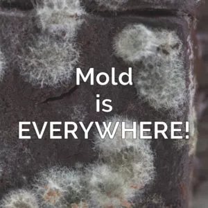 Awareness to Stop Indoor Mold Growth - Innovative Dehumidifiers Systems