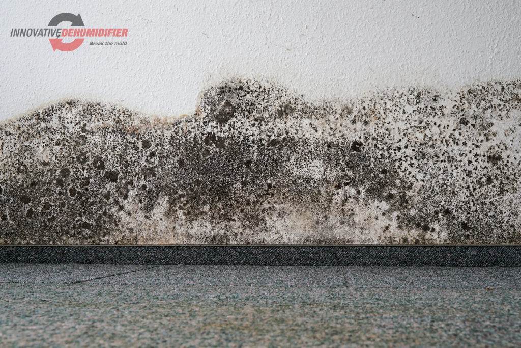 Mold growth on wall.